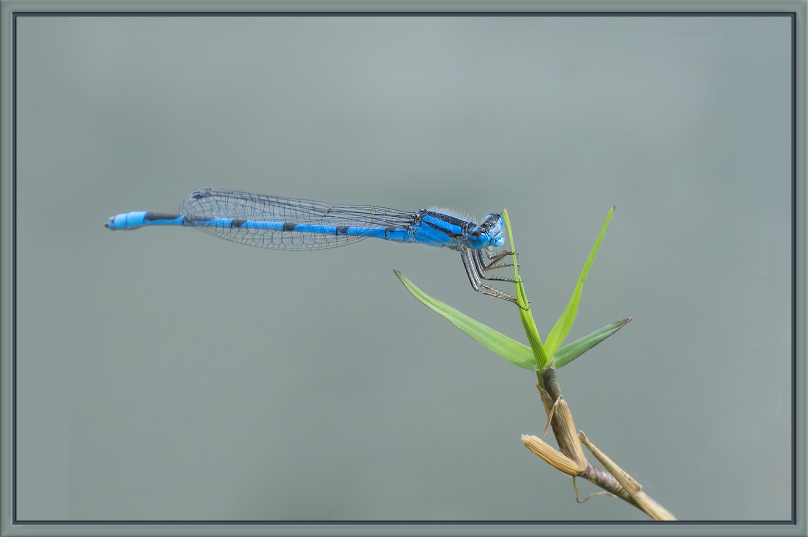 Blue Damsel