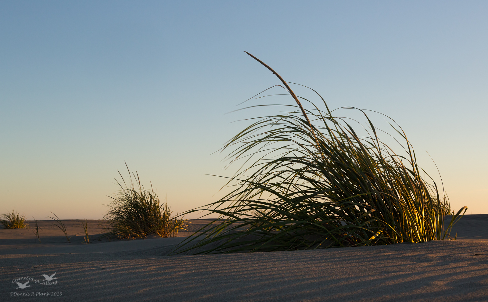 Beach Grass