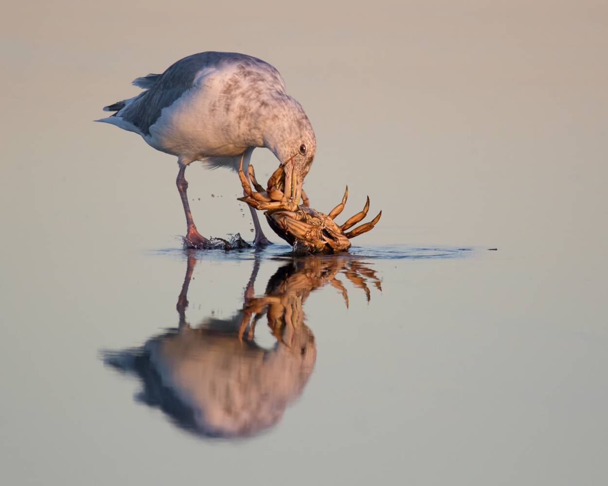 Dawn Gull & Repost