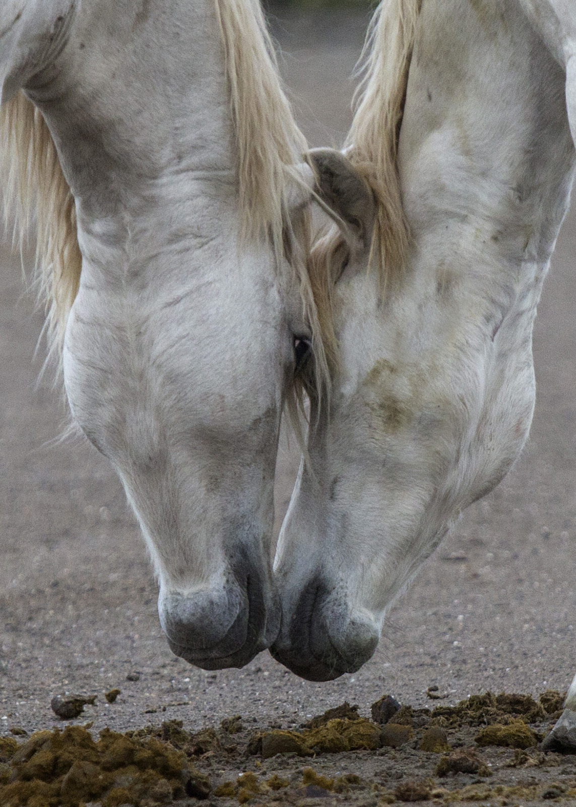 A horse pair.