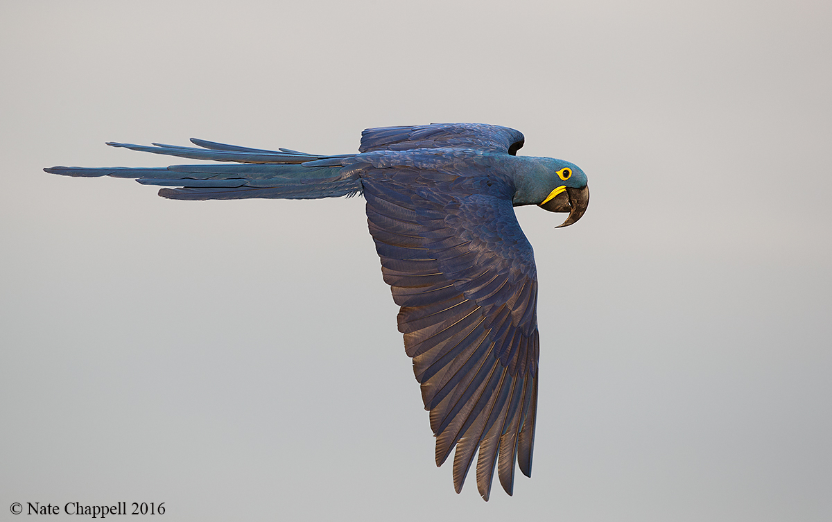 Hyacinth Macaw