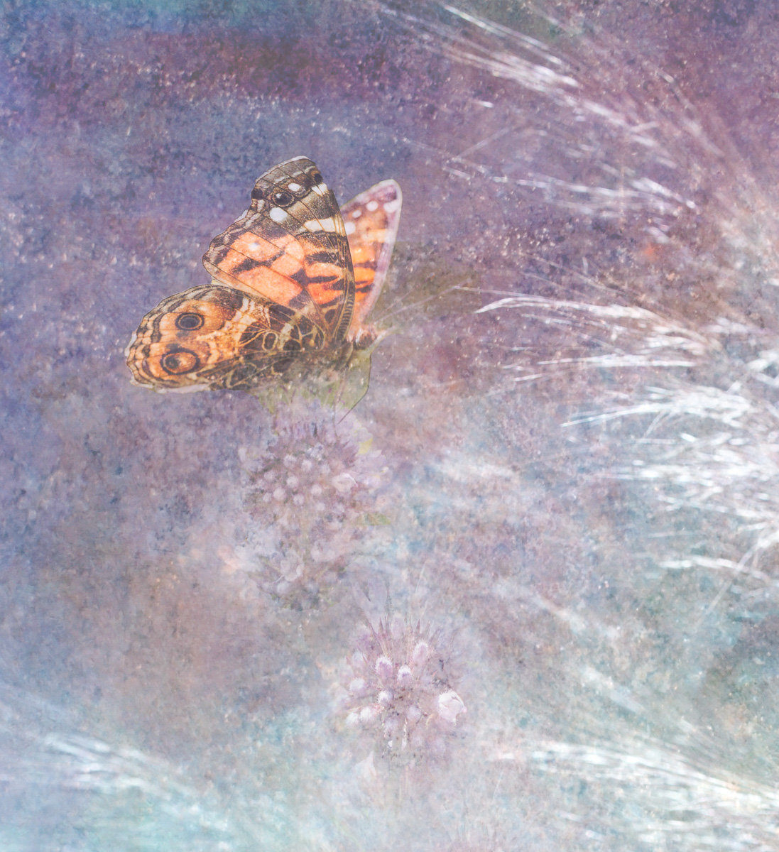 Butterfly Dreams