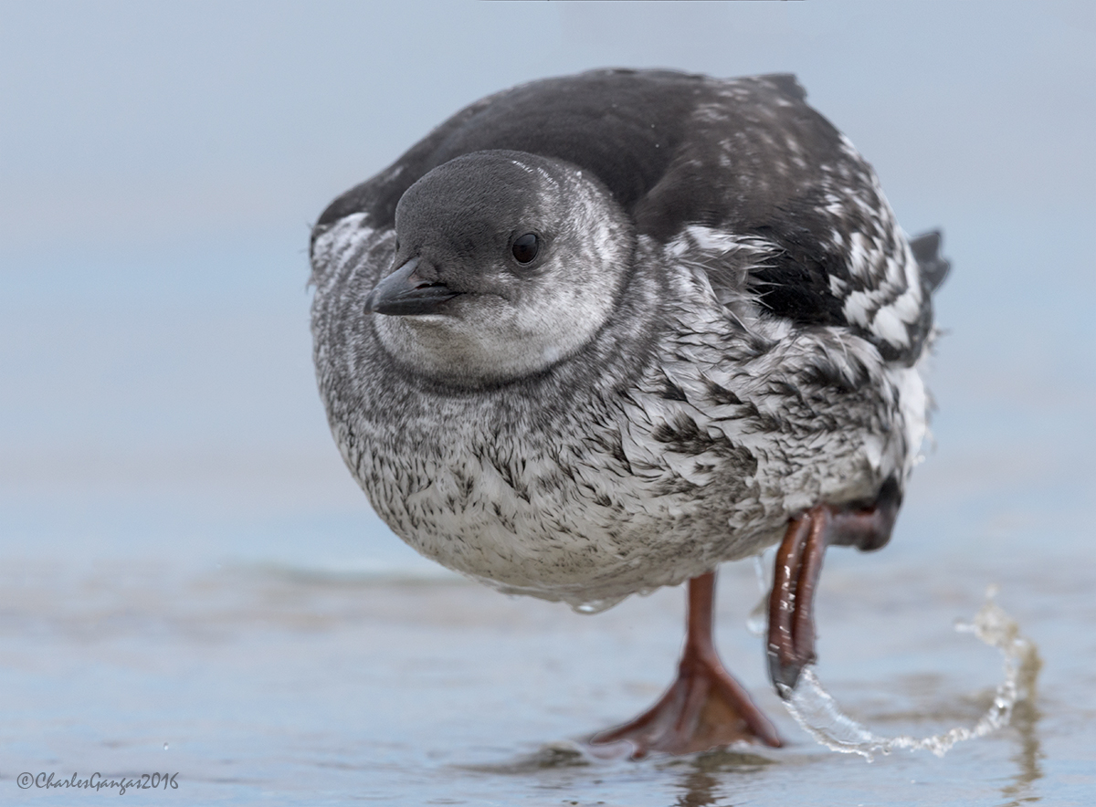 Black Guilemot_Imm
