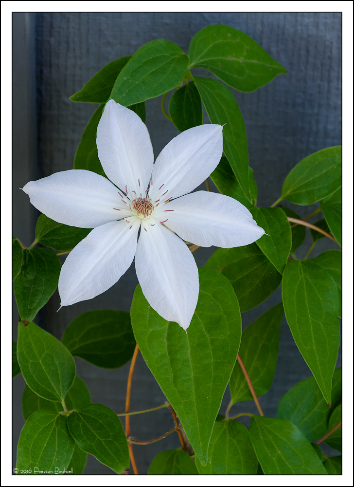 Clematis Blossom + rp