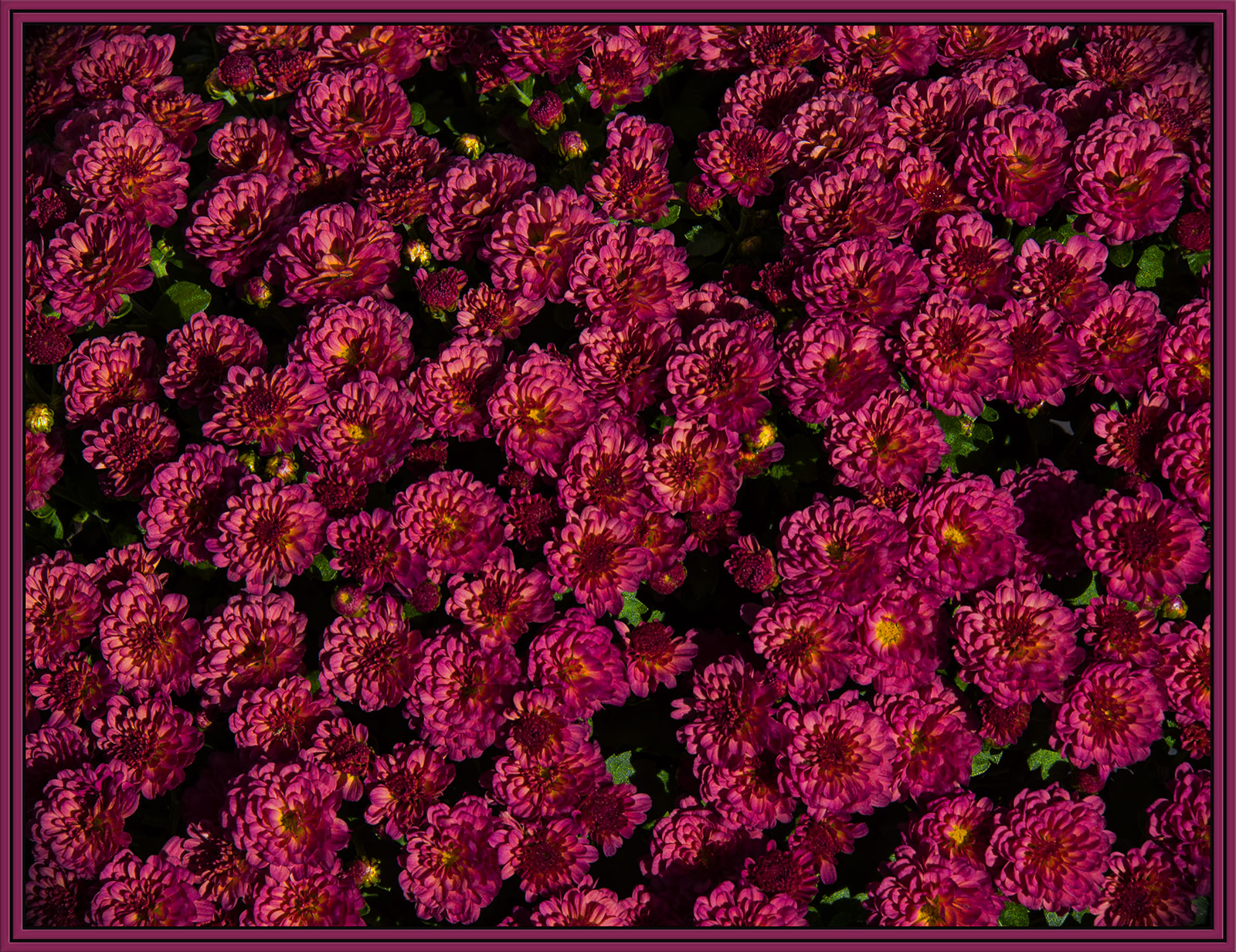 Fall Mums