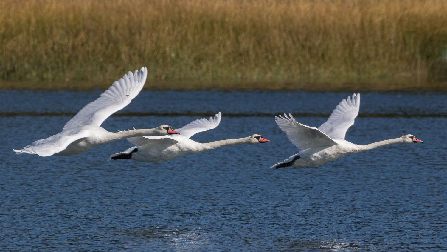 Tring out the wings