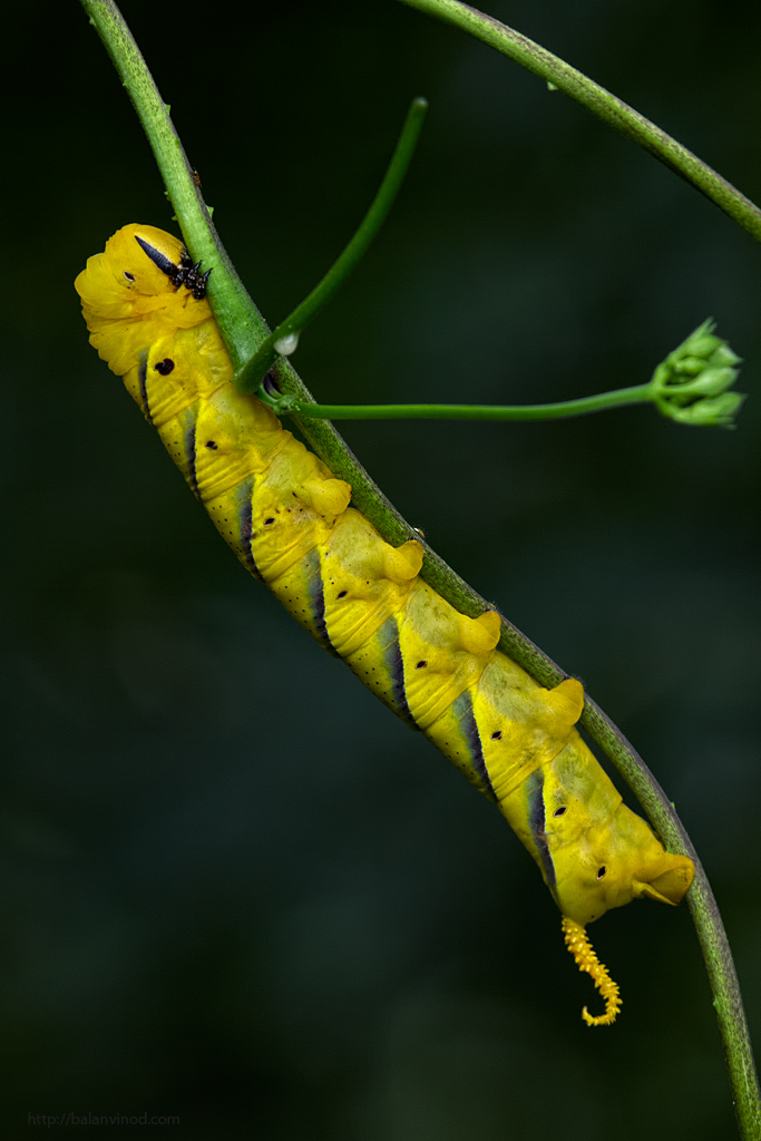 DH Caterpillar