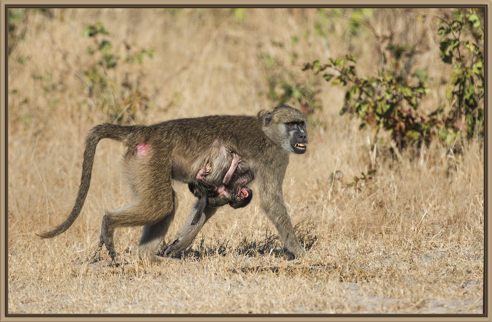 Don't Mess with Mama!