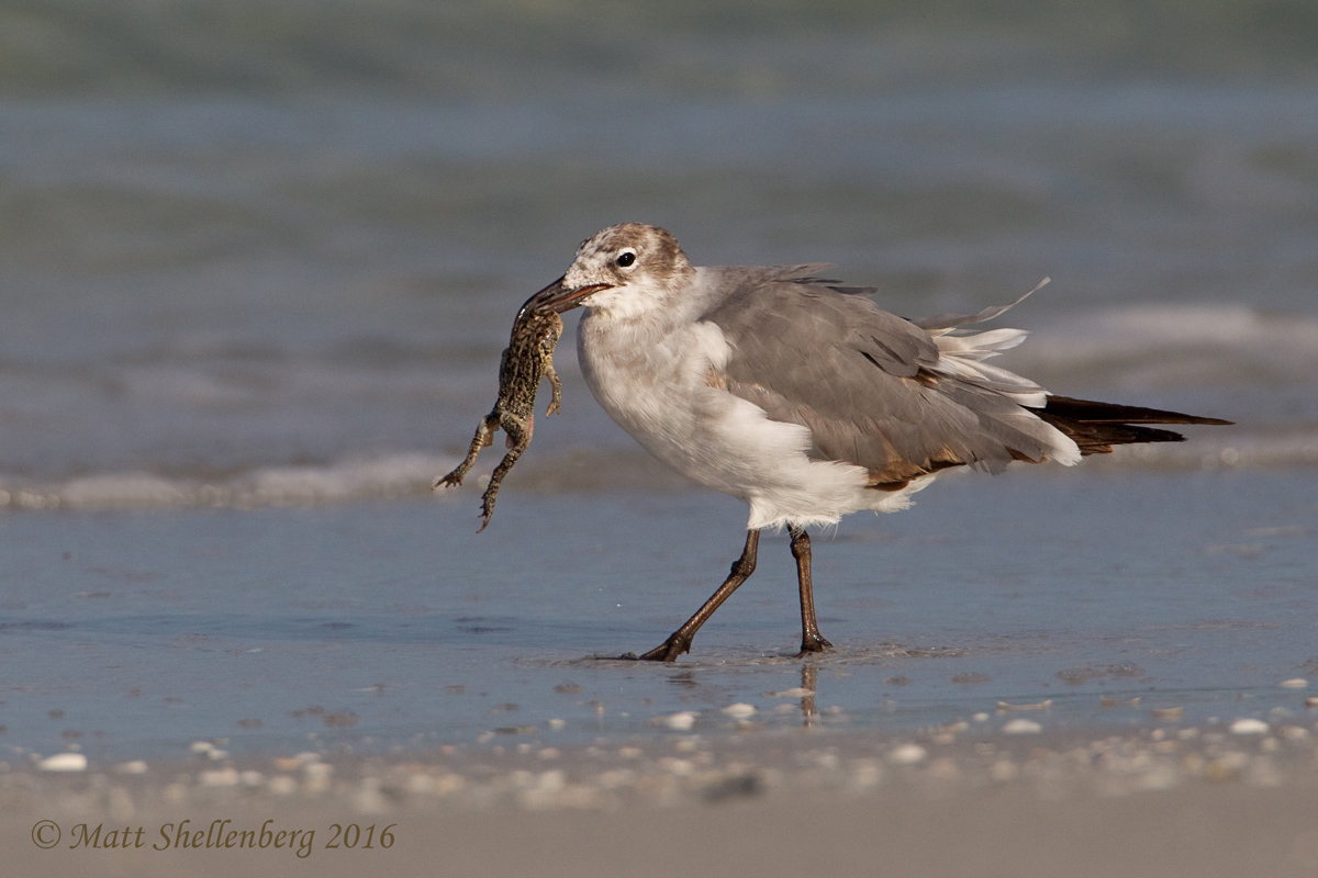 Juvenile Laughing Gull