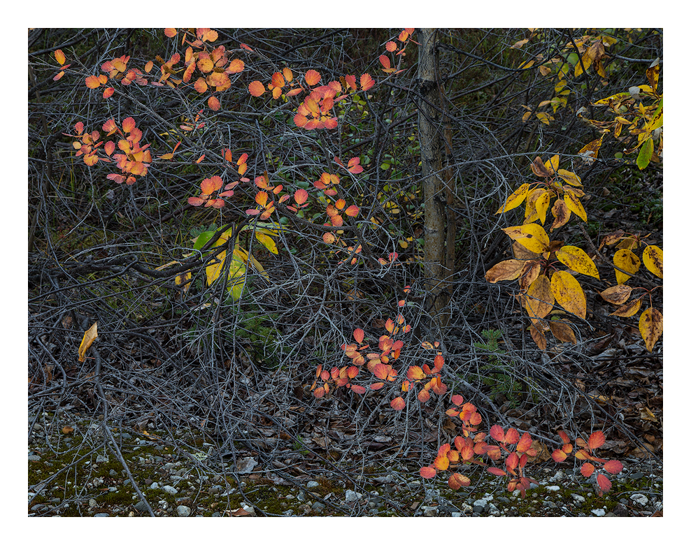 Color Splashes