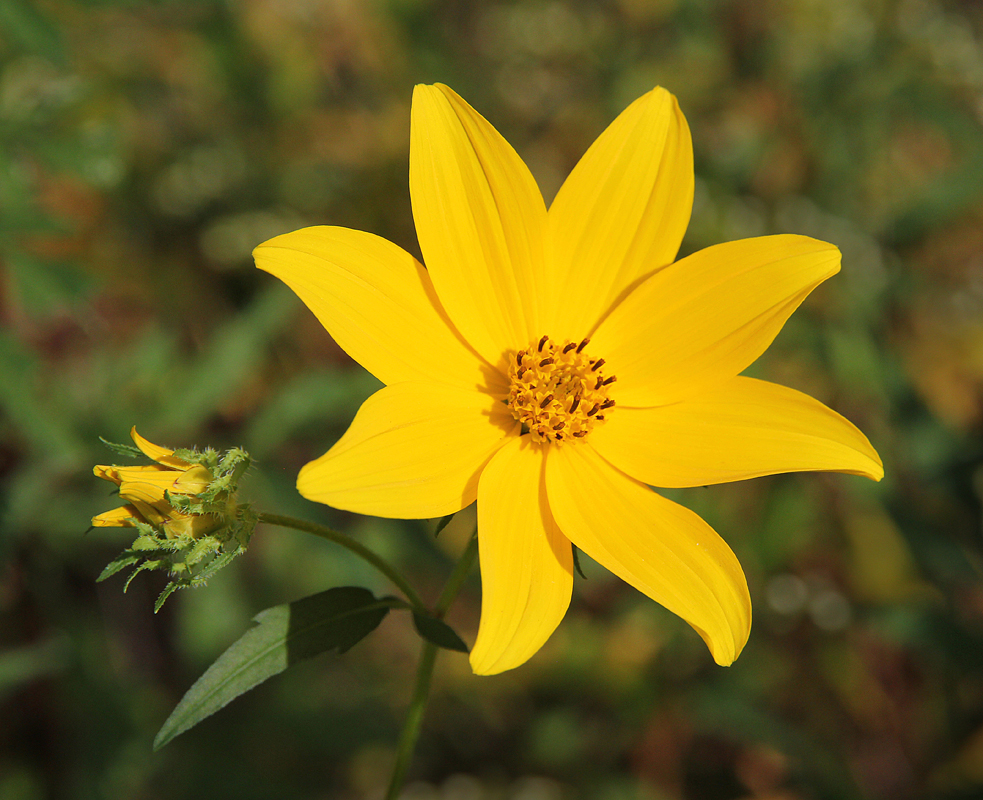 Bright and Sunny