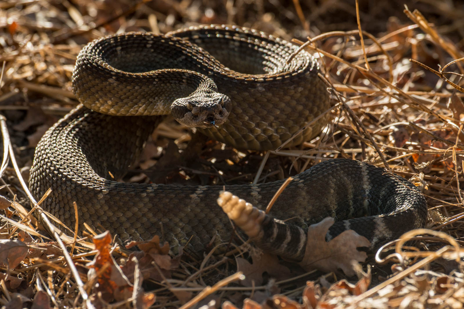 Western Rattlesnake