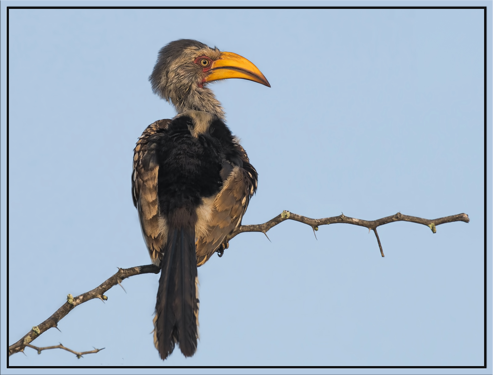 Yellow-Billed Hornbill 