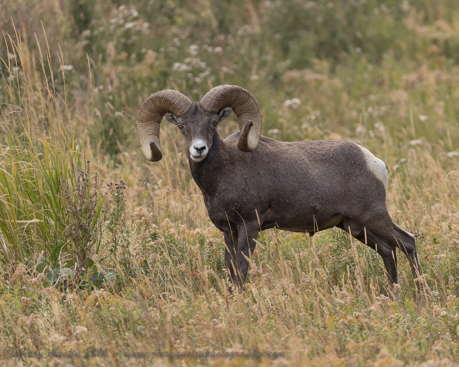 Yellowstone Bighorn