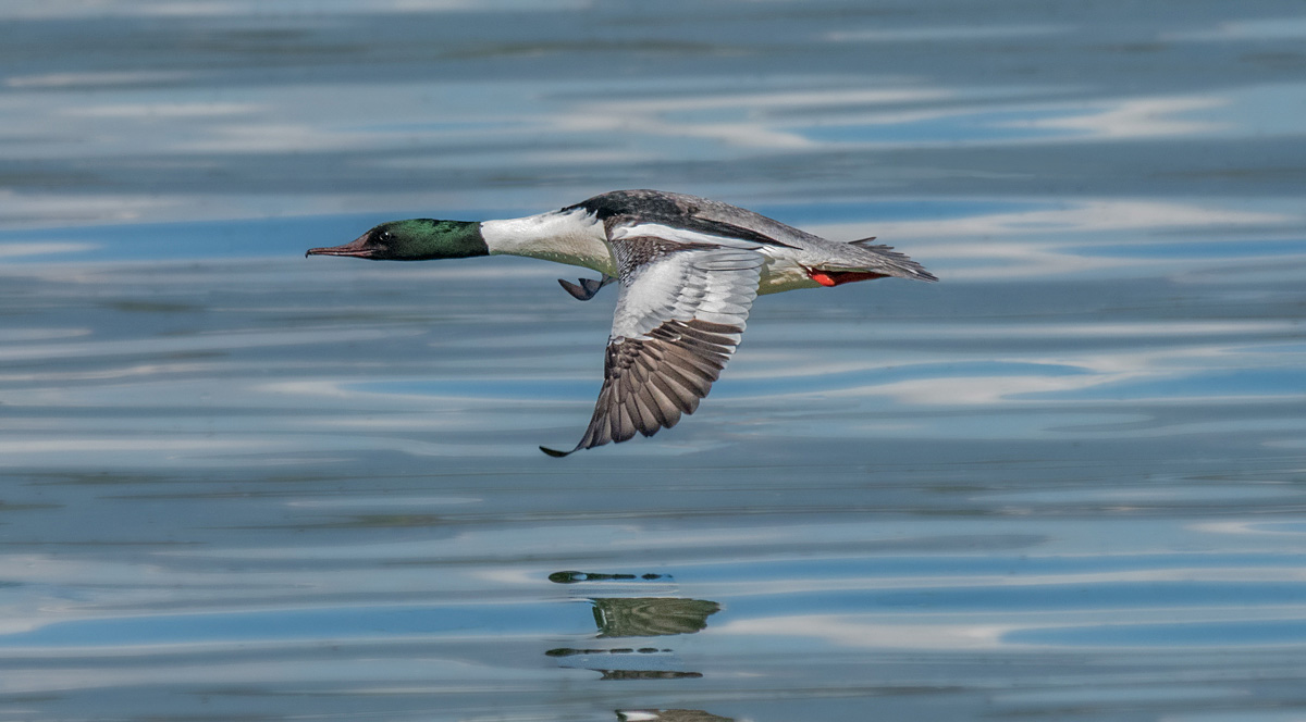 High speed Goosander