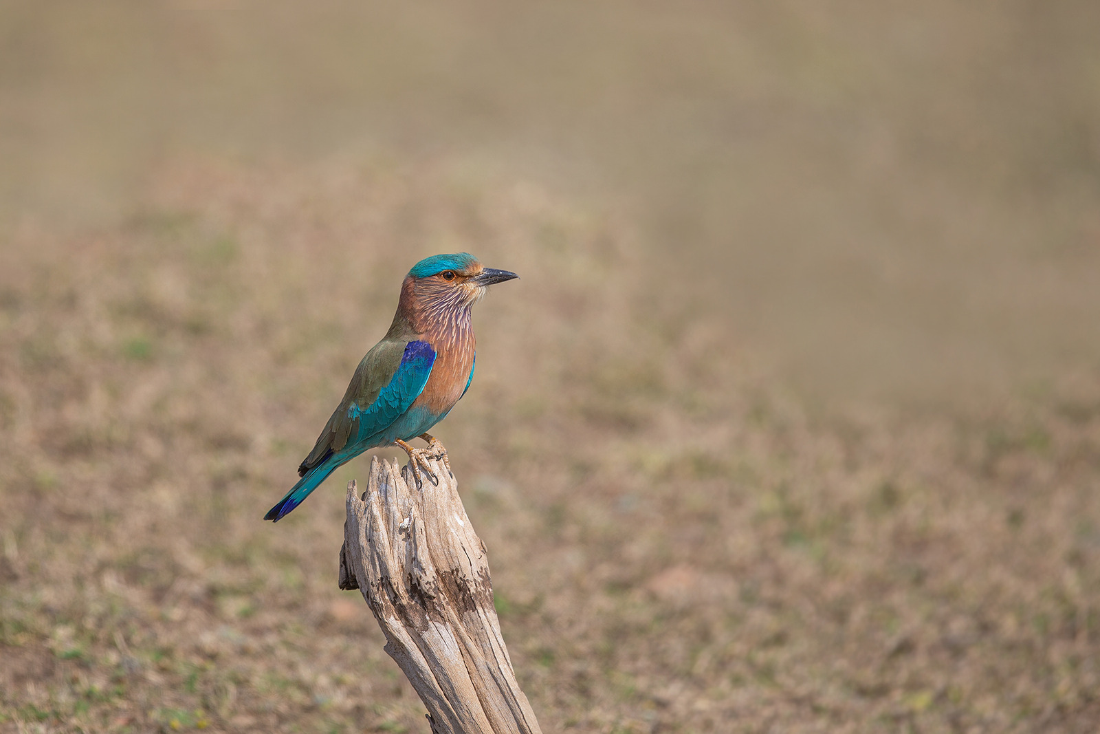 Cute Indian Roller