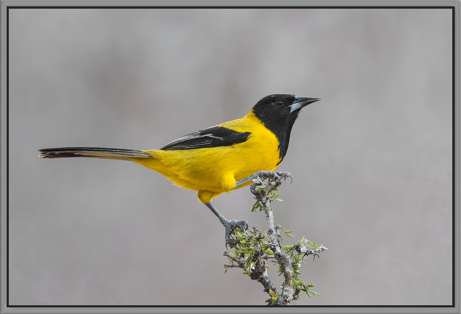 Audubon's Oriole