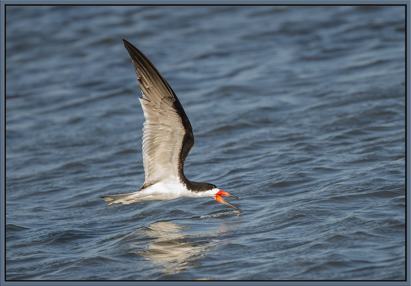 Black Skimmer