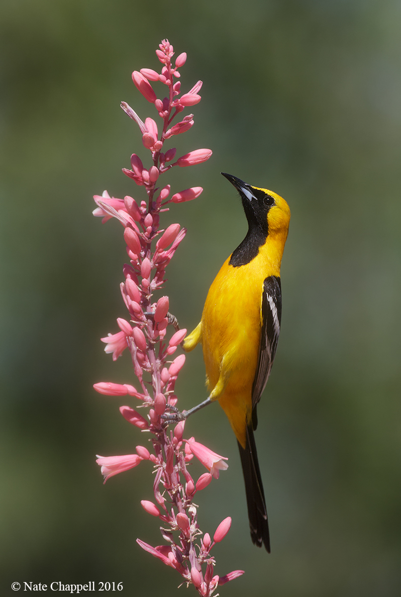Hooded Oriole