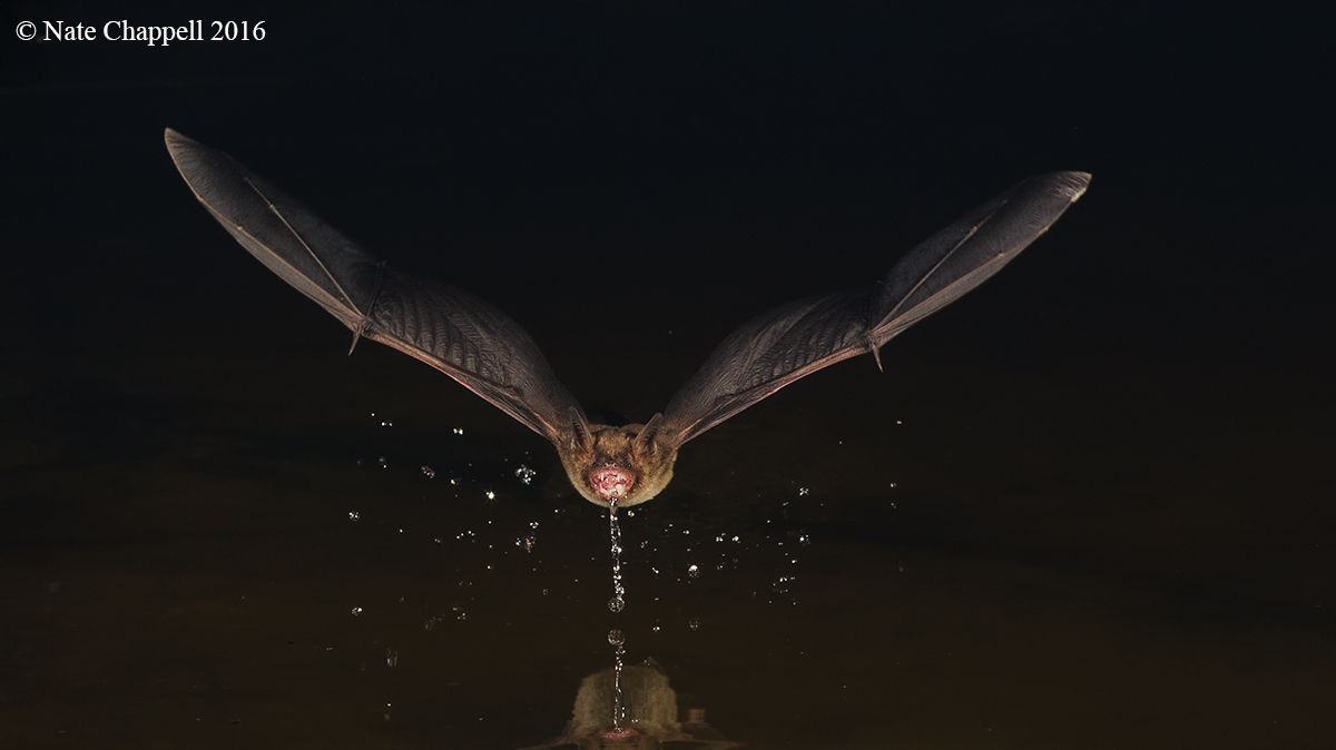 Big Brown Bat
