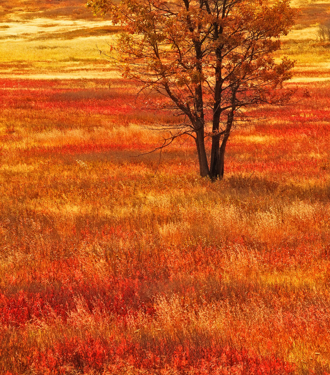 Field of Fire WC 754