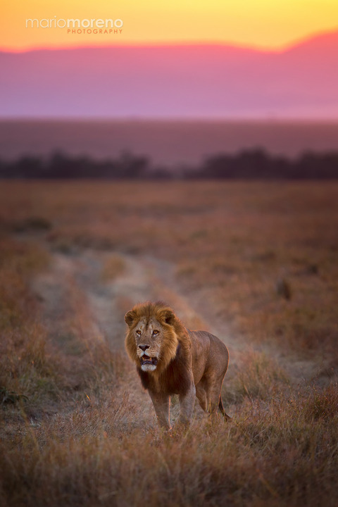 Mara Morning Patrol