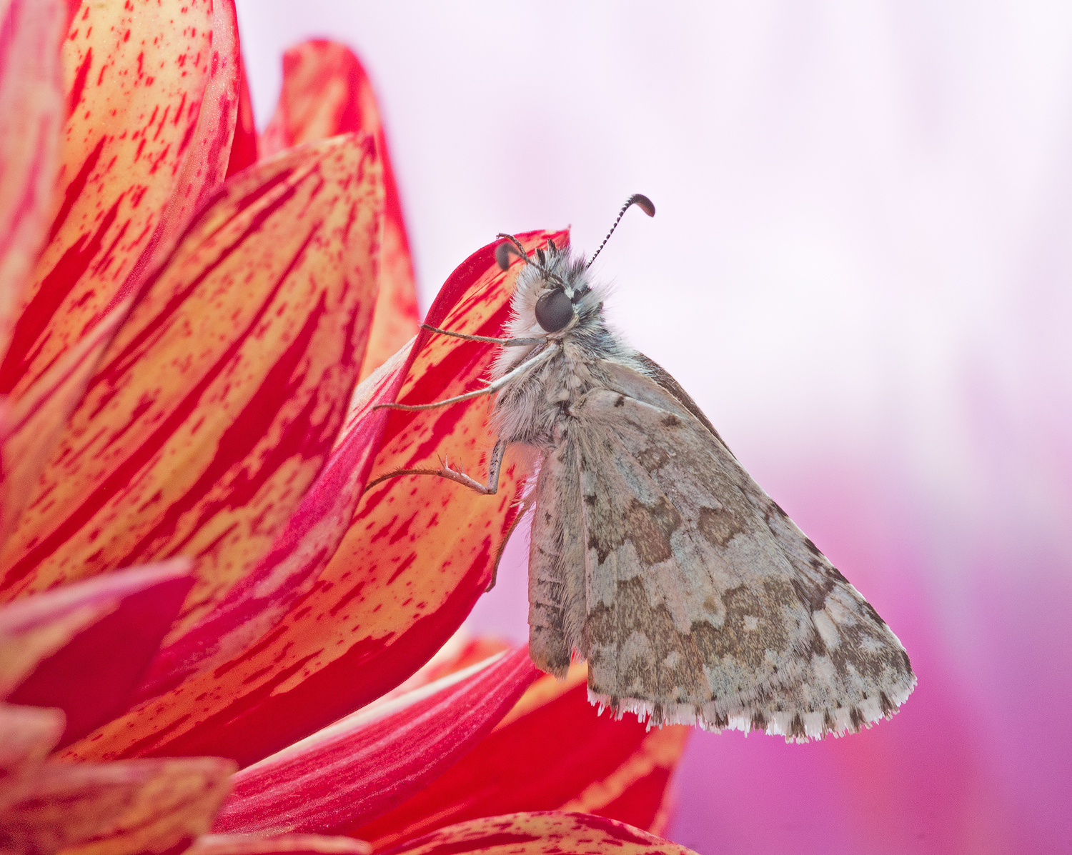 Common checkered Skipper