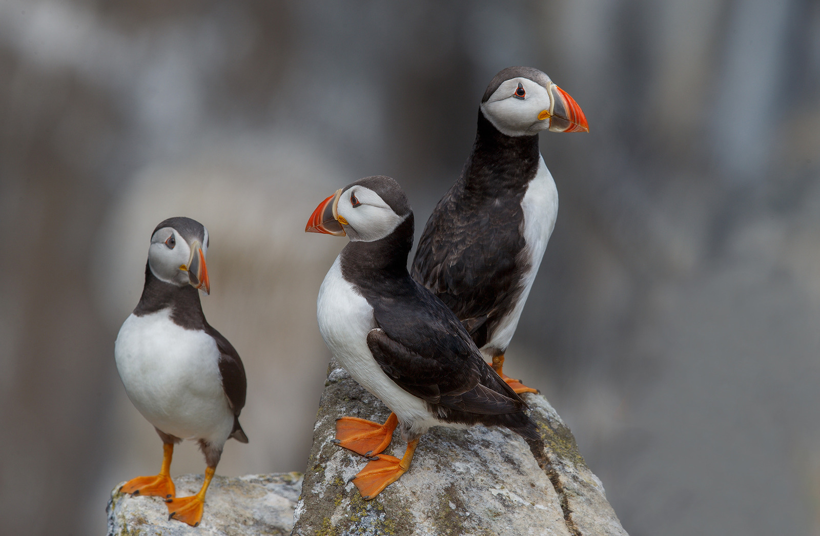 The Puffins