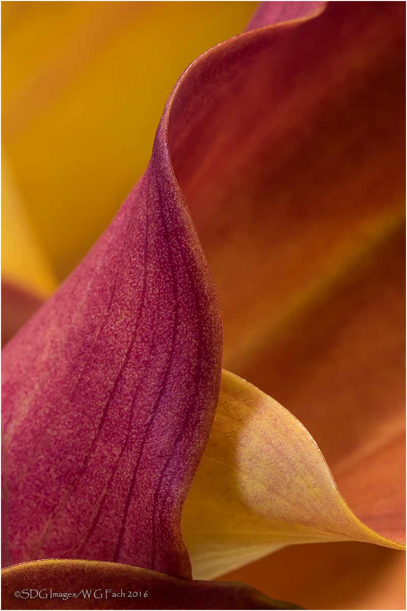 Calla Gala