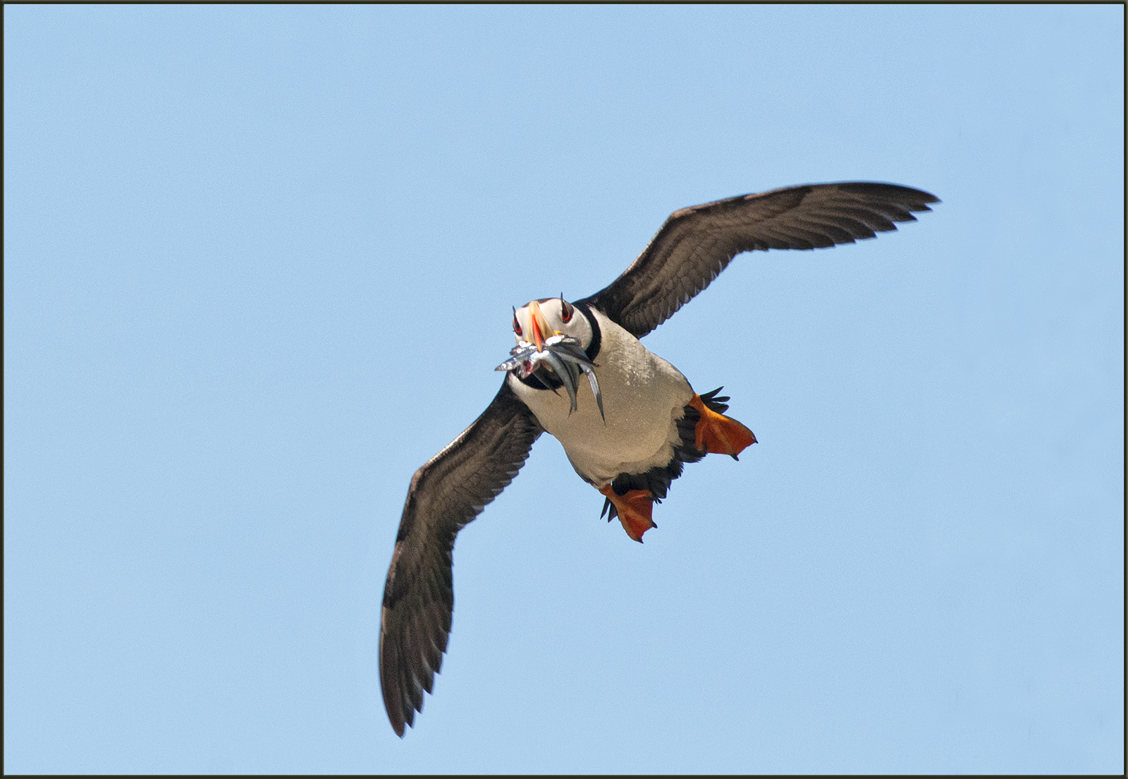 Puffin