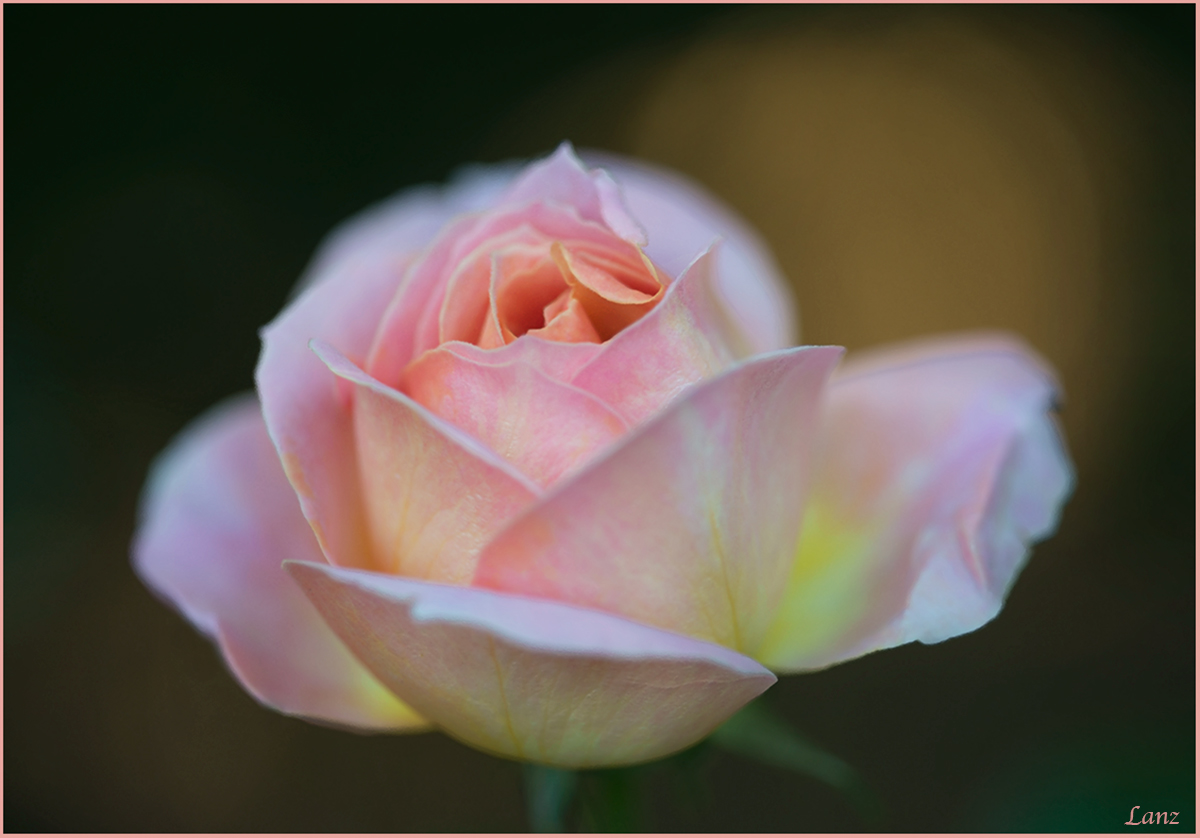 Morning Rose (+alts.)