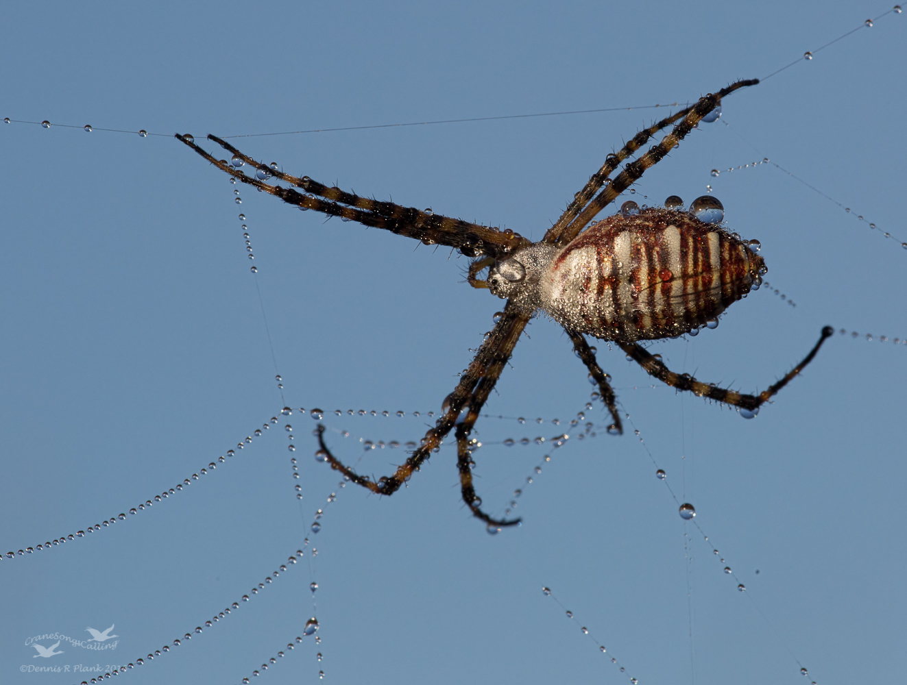 Argiope Trifasciata