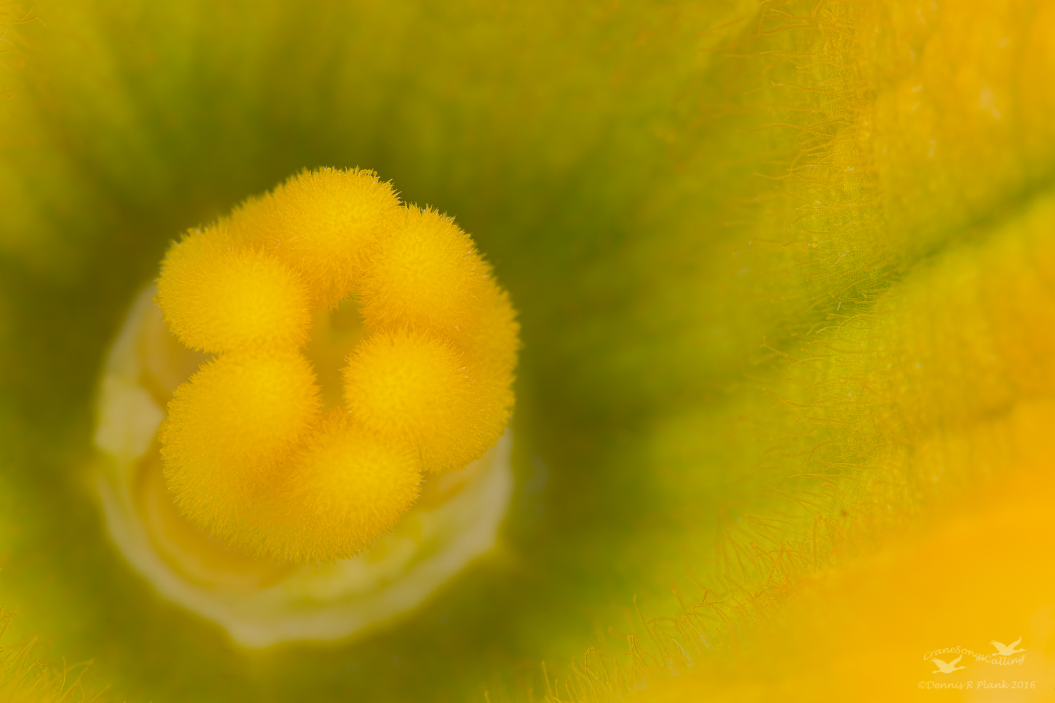 Spaghetti Squash