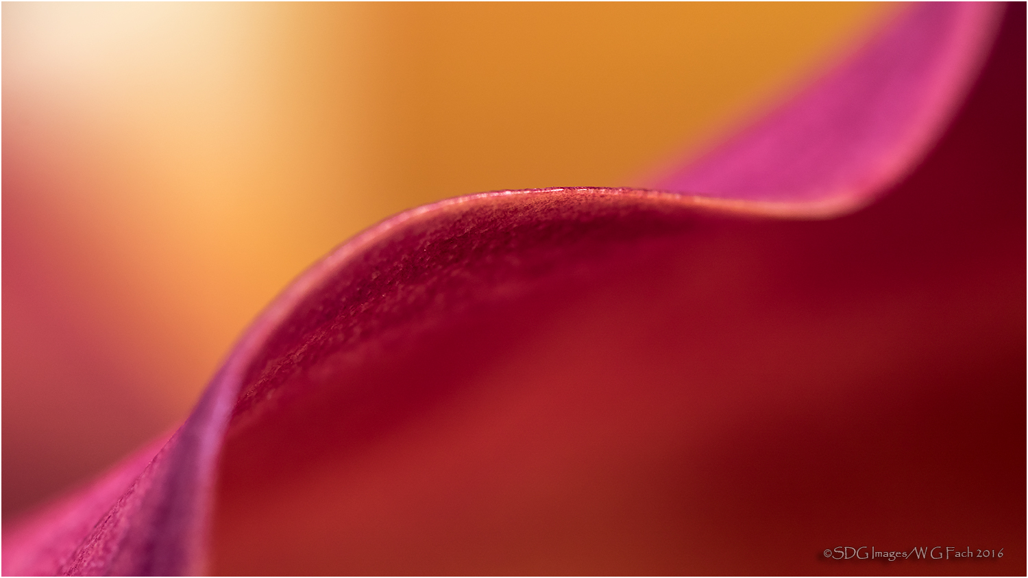 Calla Gala 2
