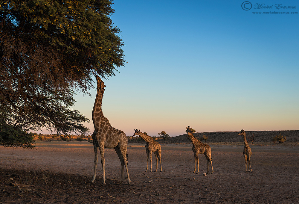 Giraffe Breakfast
