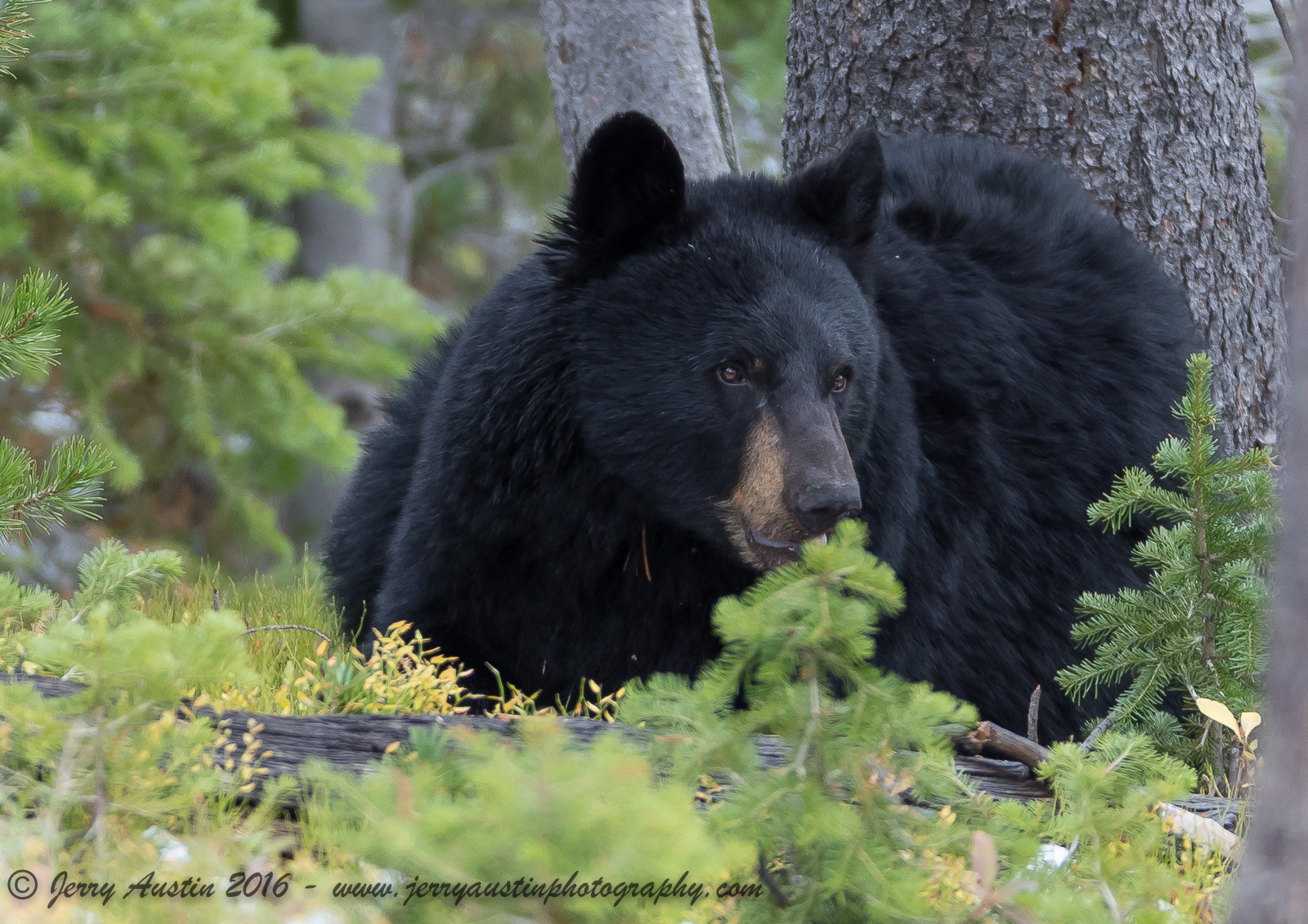 Yellowstone Black Bear