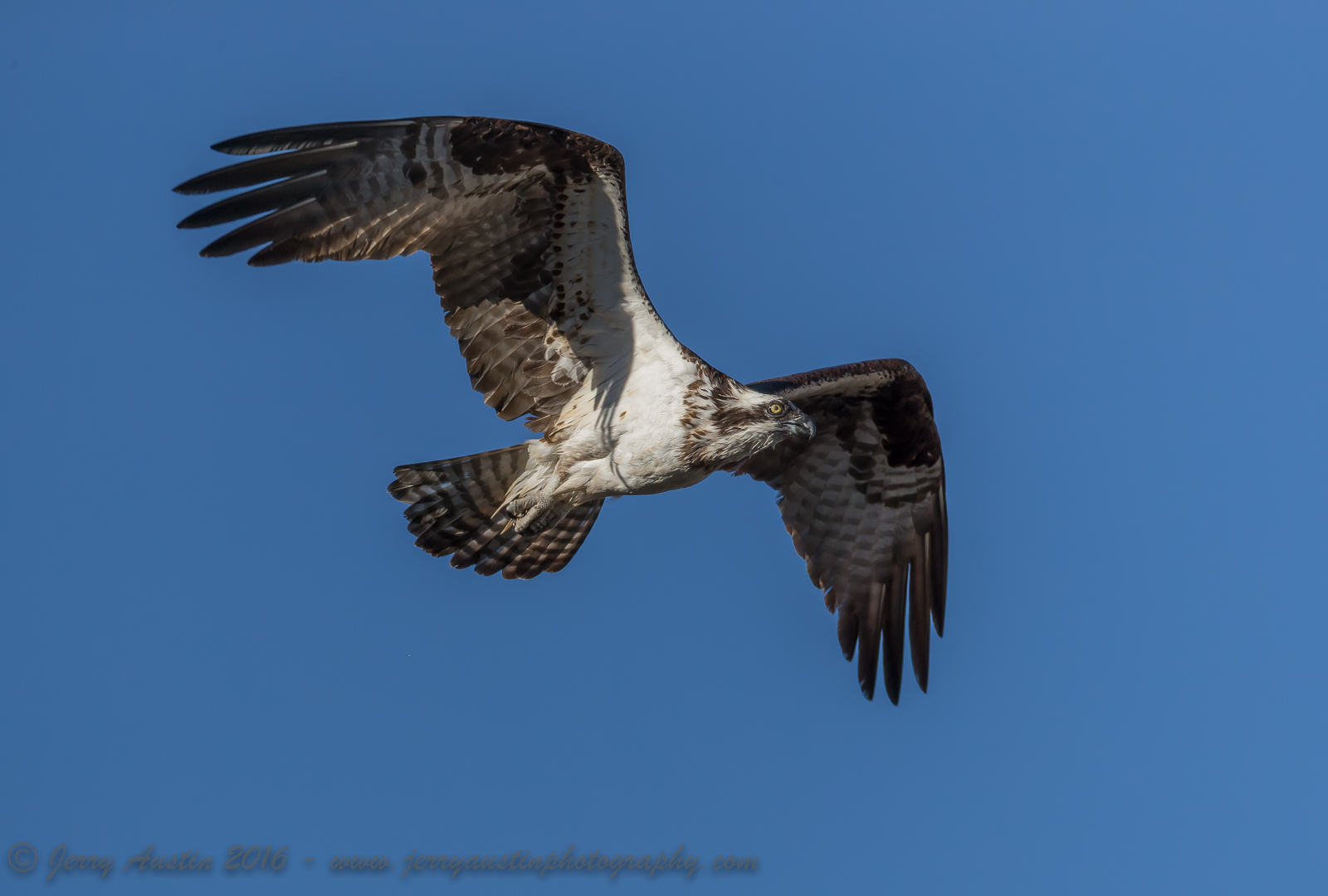 Firehole River Osprey