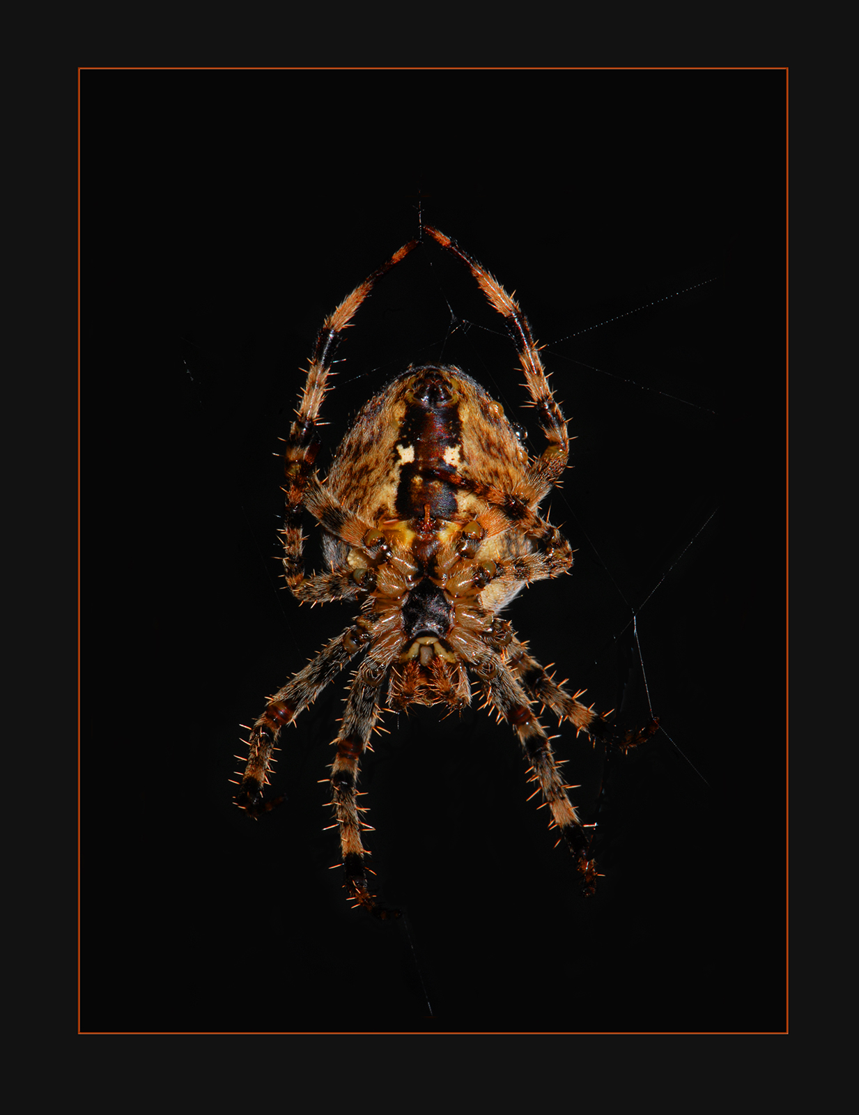 Orb Spider