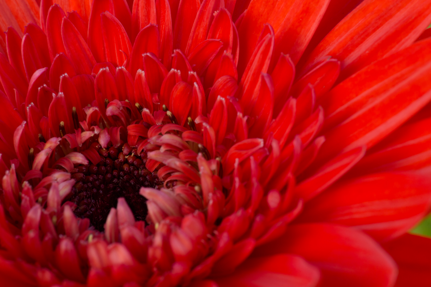 Gerbera