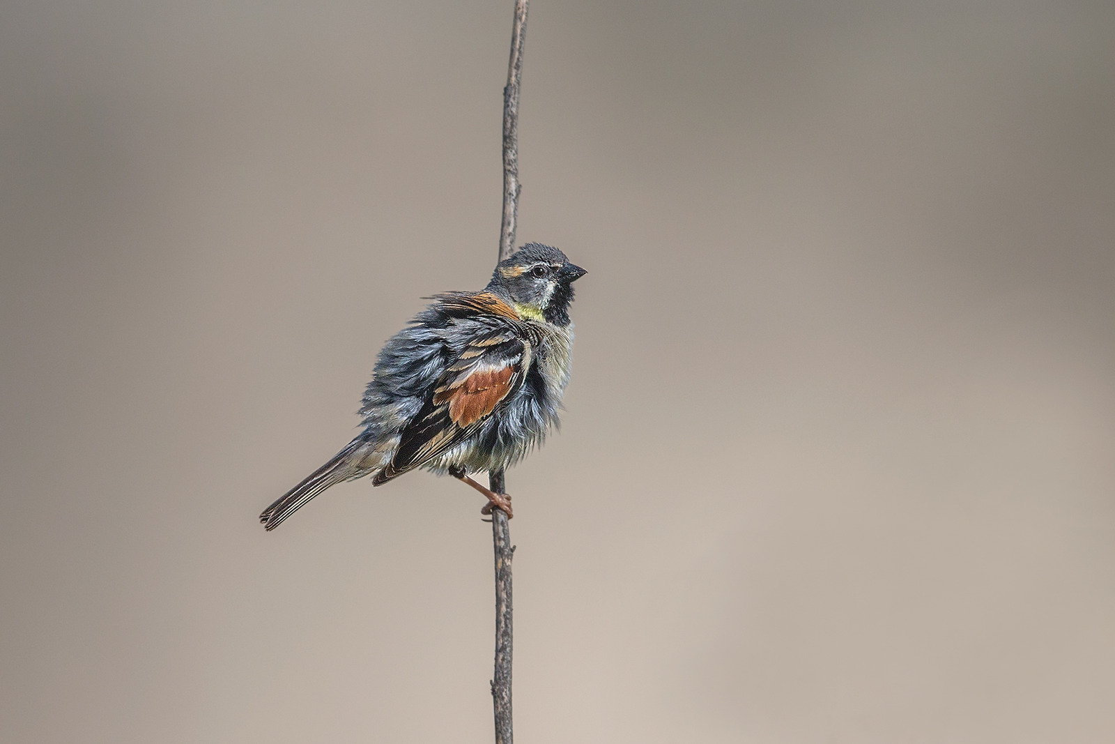 Dead Sea Sparrow 