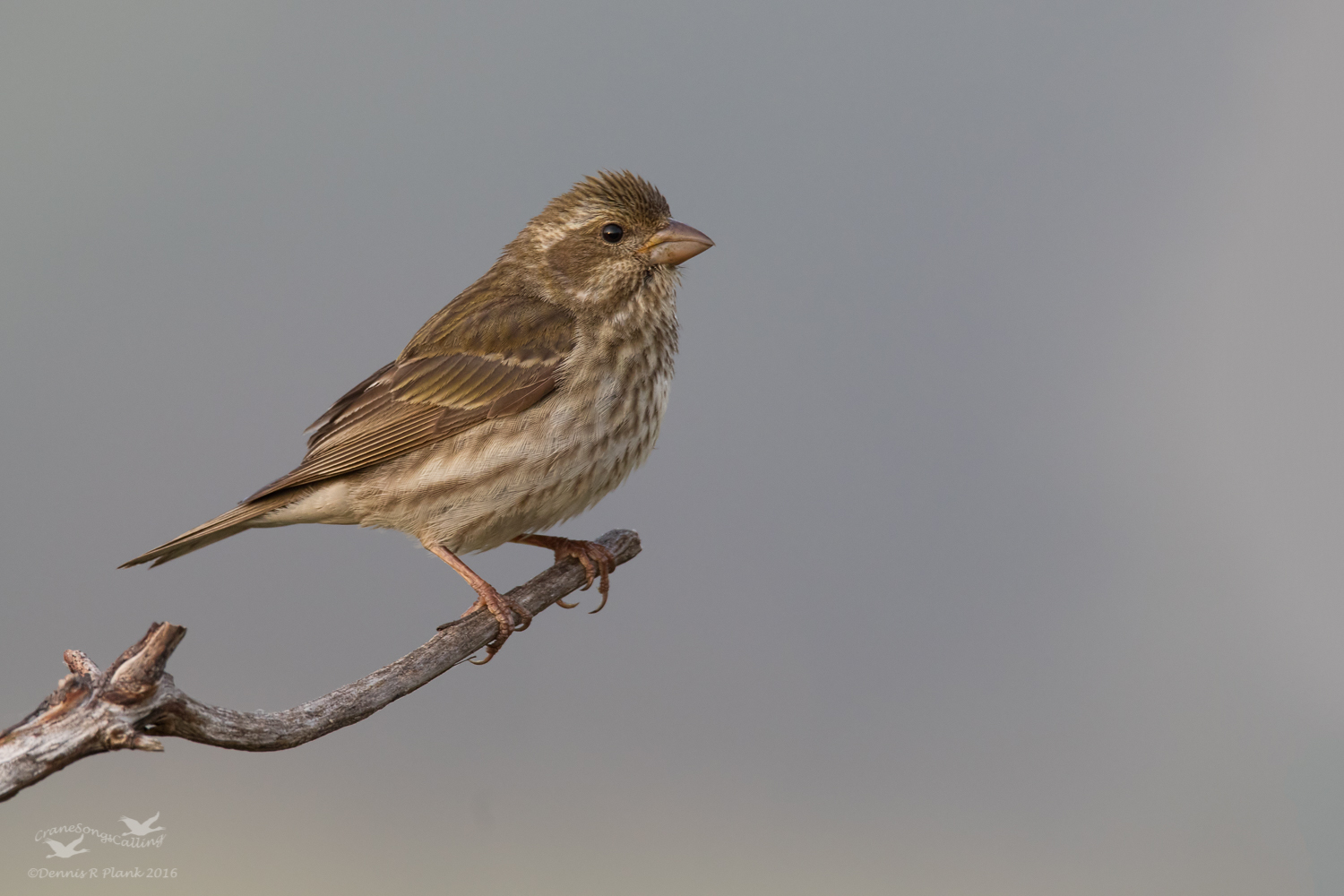 Female Purple Finch