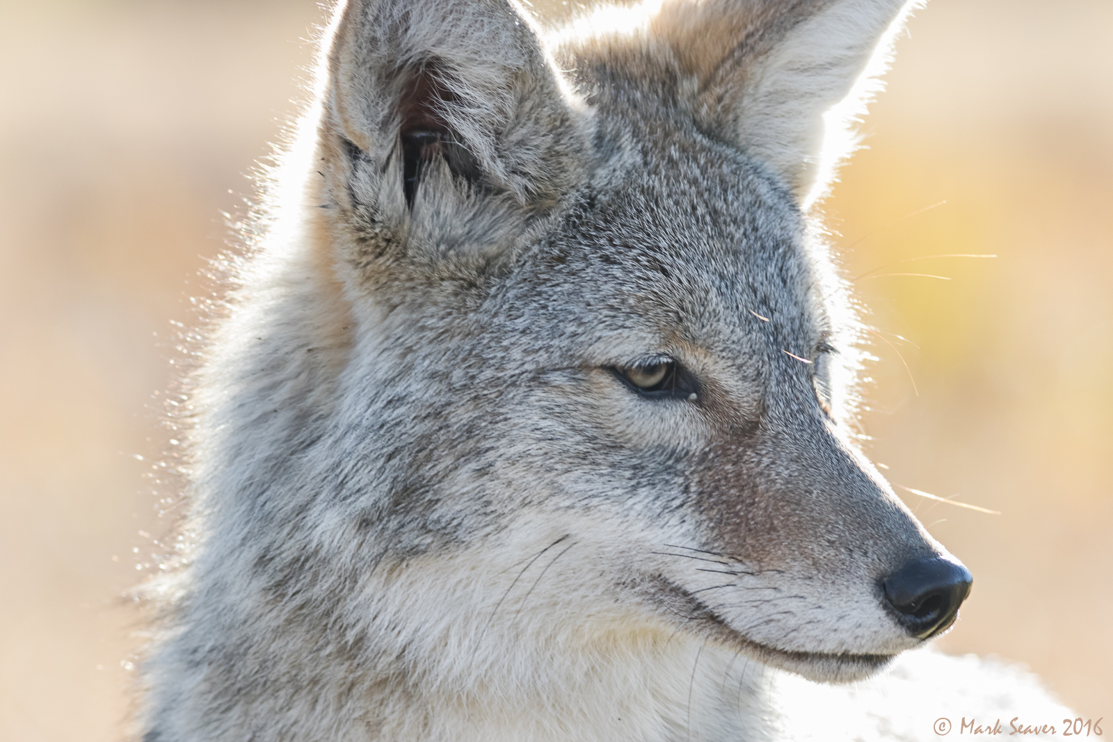Coyote Close-up