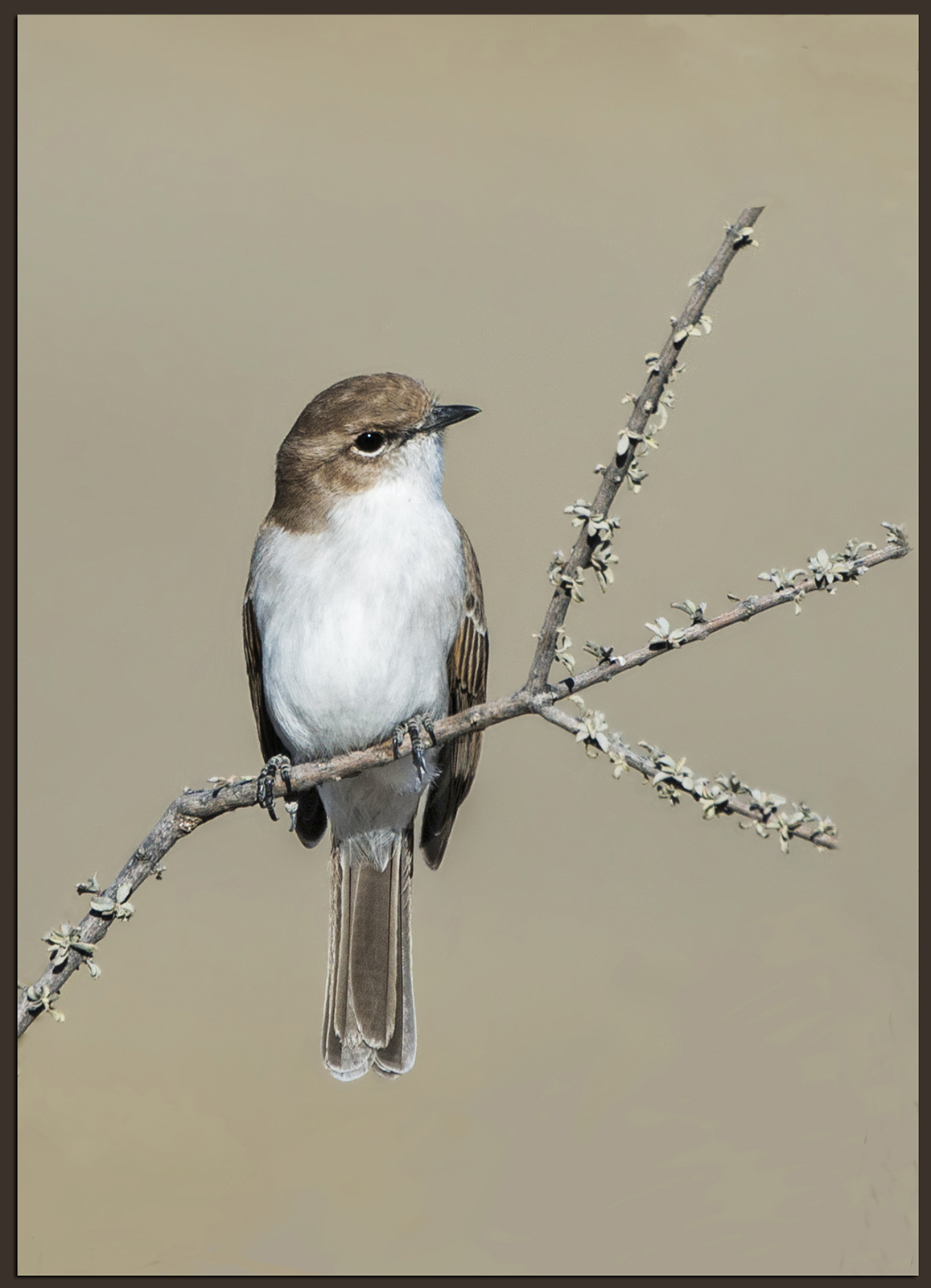 Pale Flycatcher