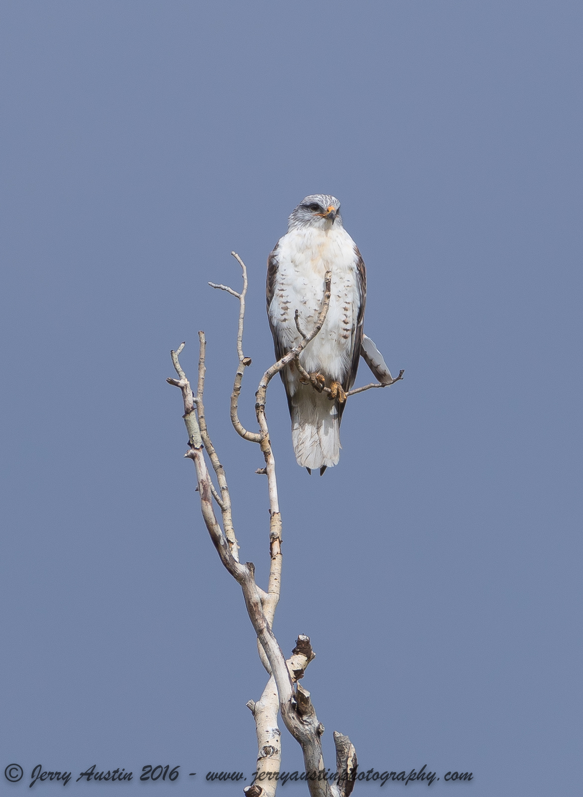 Lamar Valley Raptor