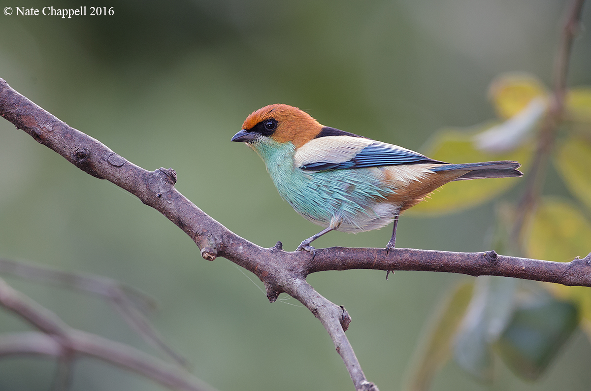 Black-backed Tanager