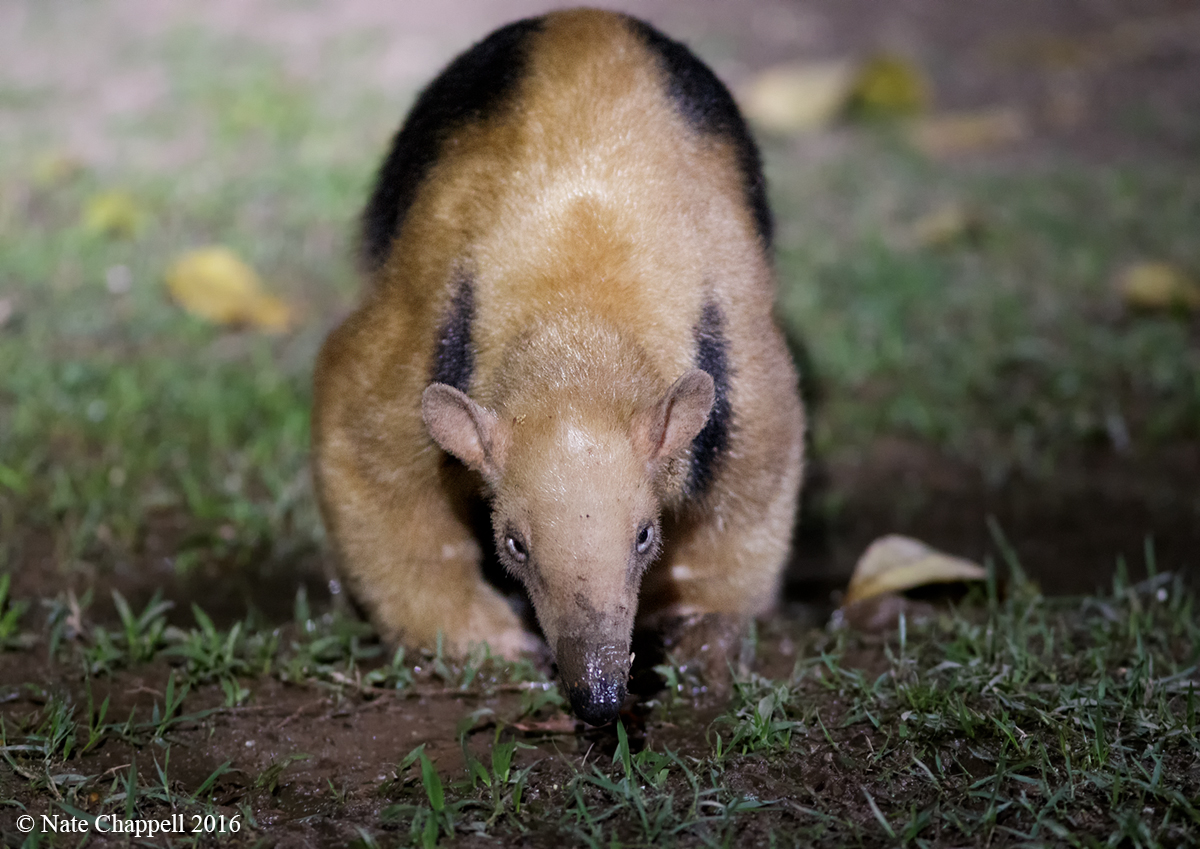 Tamandua at iso 8000