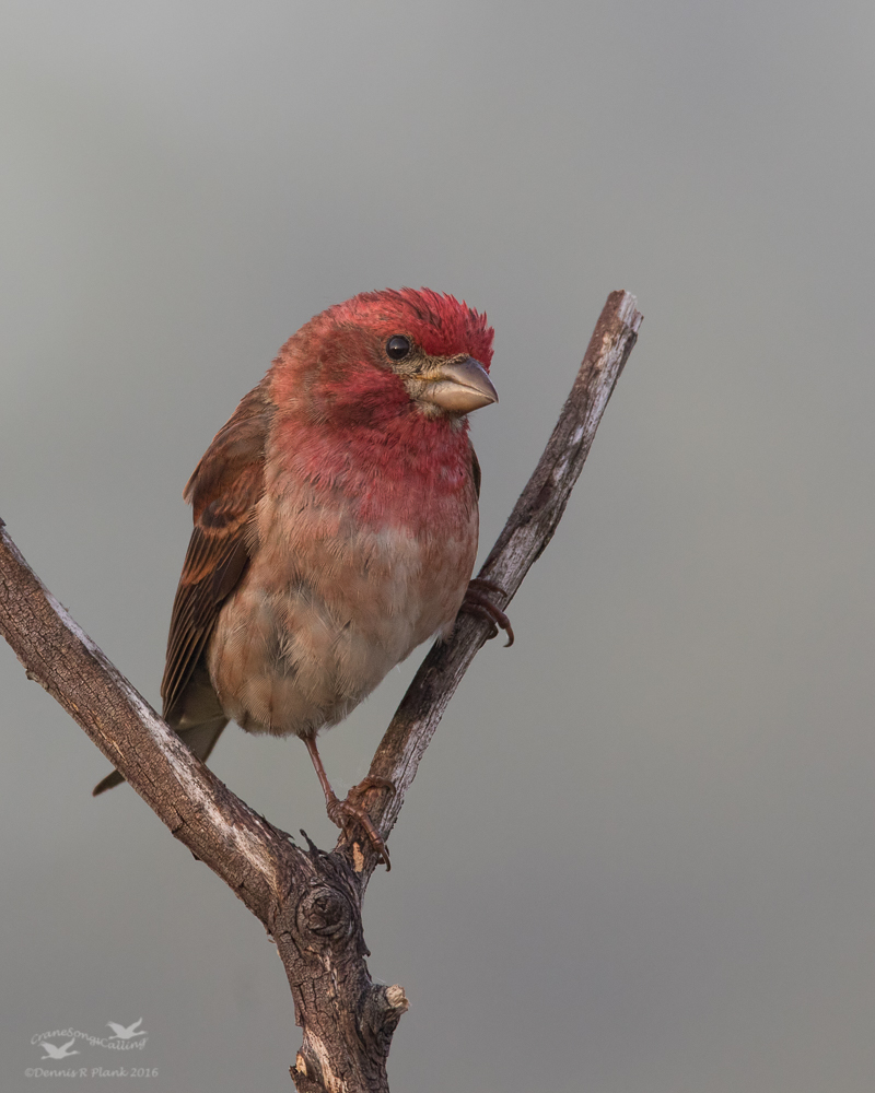 Male Purple Finch