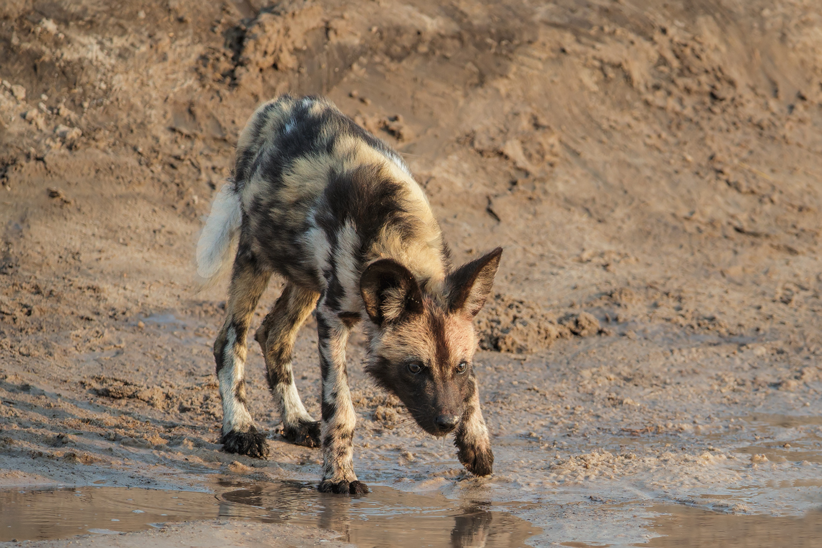 Wild Dog Pup