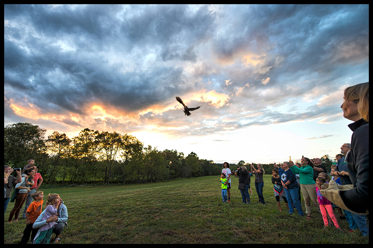 Great Horned Owl Release