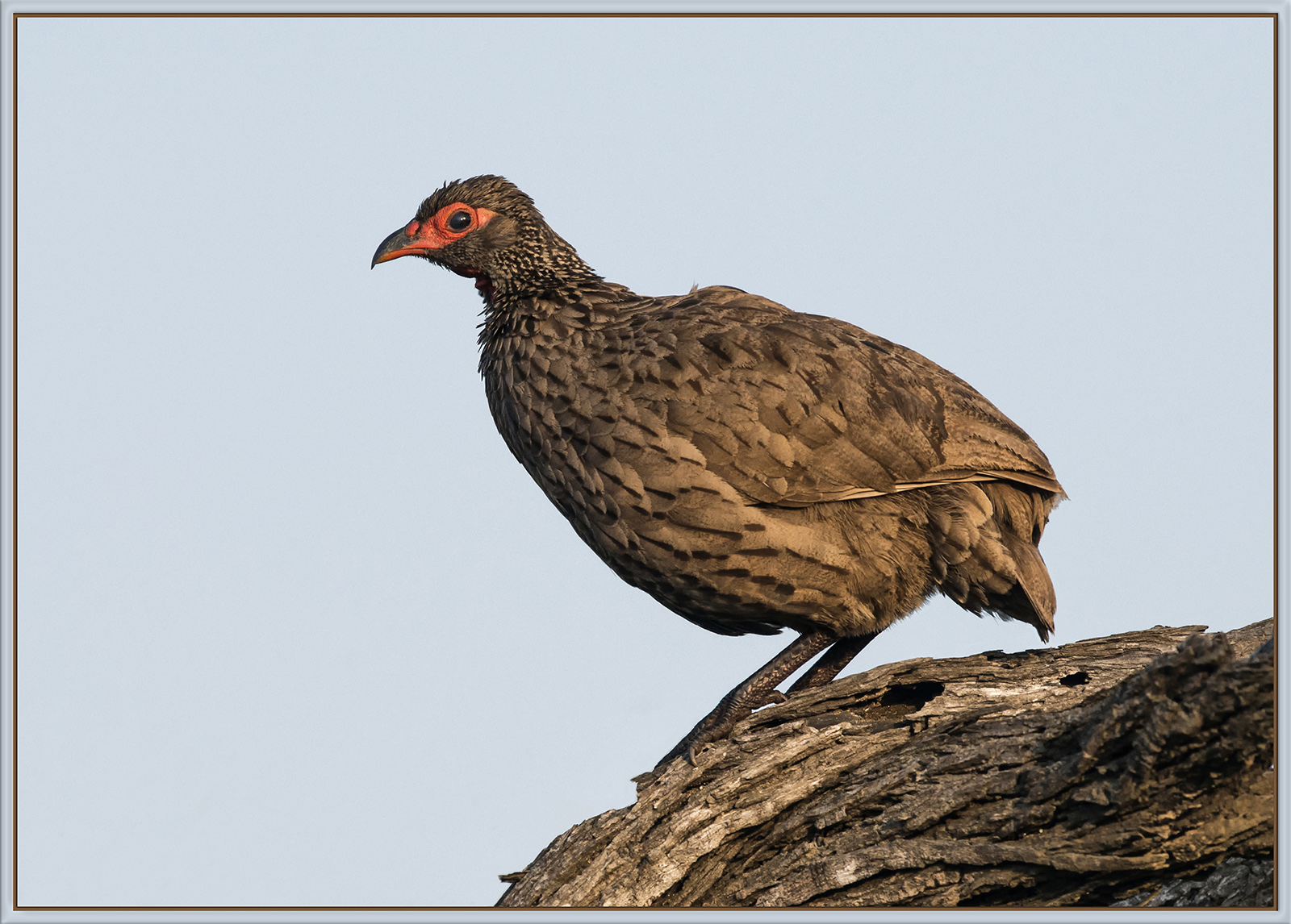 Swainson's Spurfowl